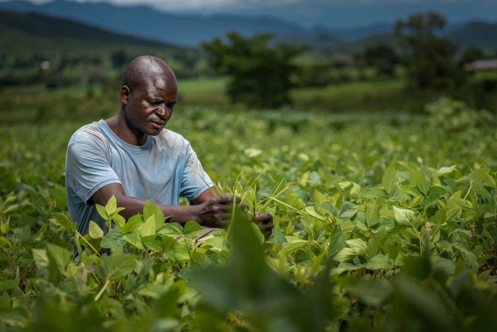 Un agriculteur inspecte ses cultures