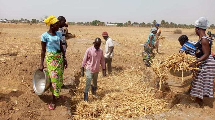 Producteurs et productrices au paillage d'un champ-école