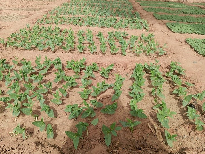 Légumes du jardin scolaire