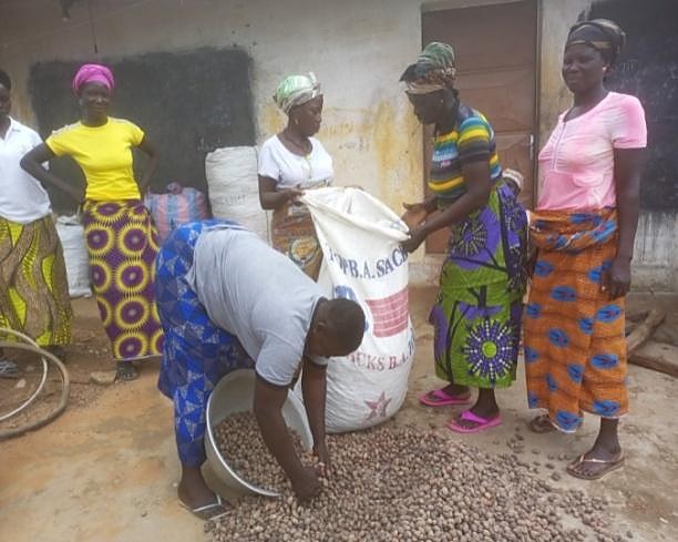 Ensachage des amandes de karité par une coopérative de femmes