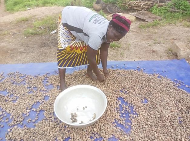 Une collectrice trie des amandes de karité