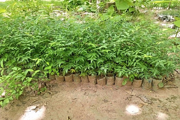 Pépinière de jeunes plants