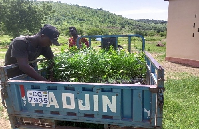 Transport de plants pour le reboisement