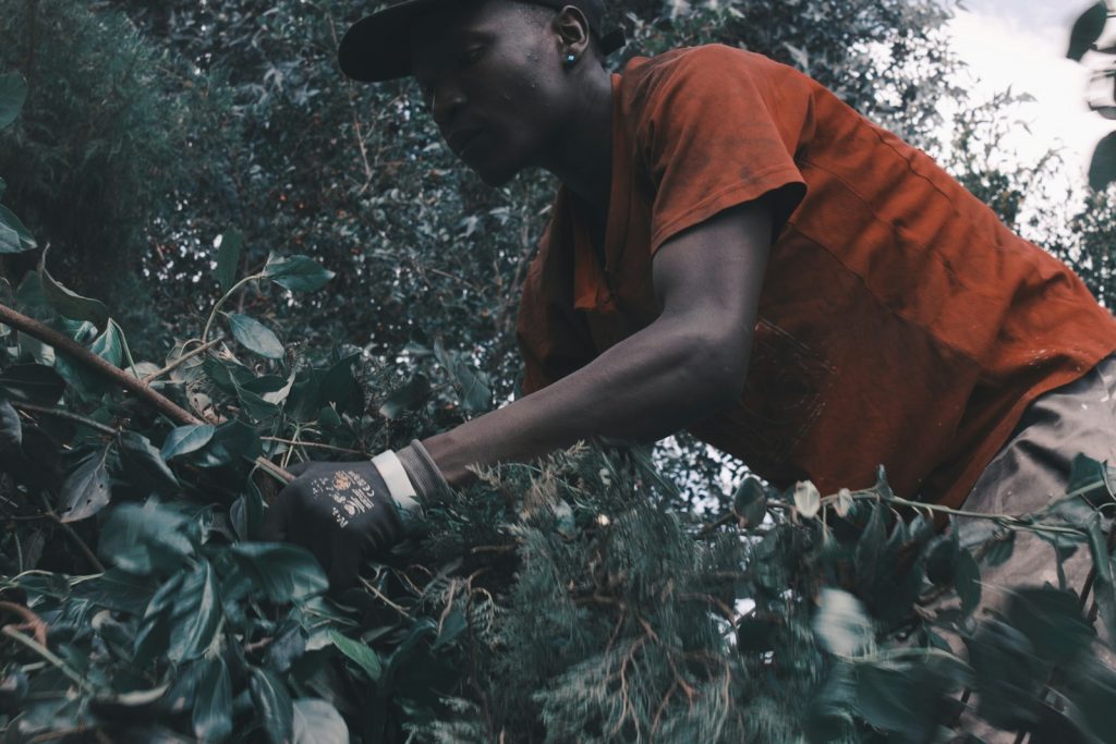 Un homme entretient de jeunes plants