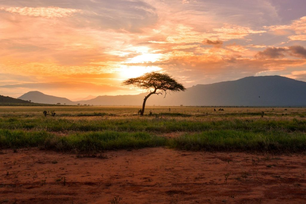 Un arbre isolé dans la savane au coucher du soleil